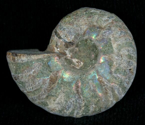 Silver Iridescent Ammonite - Madagascar #5357
